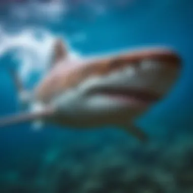 Magnificent Diversity Among Sharks: An In-Depth Exploration of Various Shark Types Magnificent Diversity Among Sharks: An In-Depth Exploration of Various Shark Types