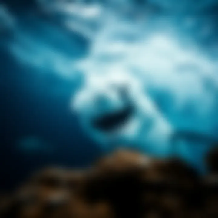 Magnificent Exploring the Depths: Fascinating Insights into the Ocean