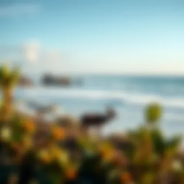 Embracing Nature: Local Wildlife Local wildlife near Byron Bay surf spots