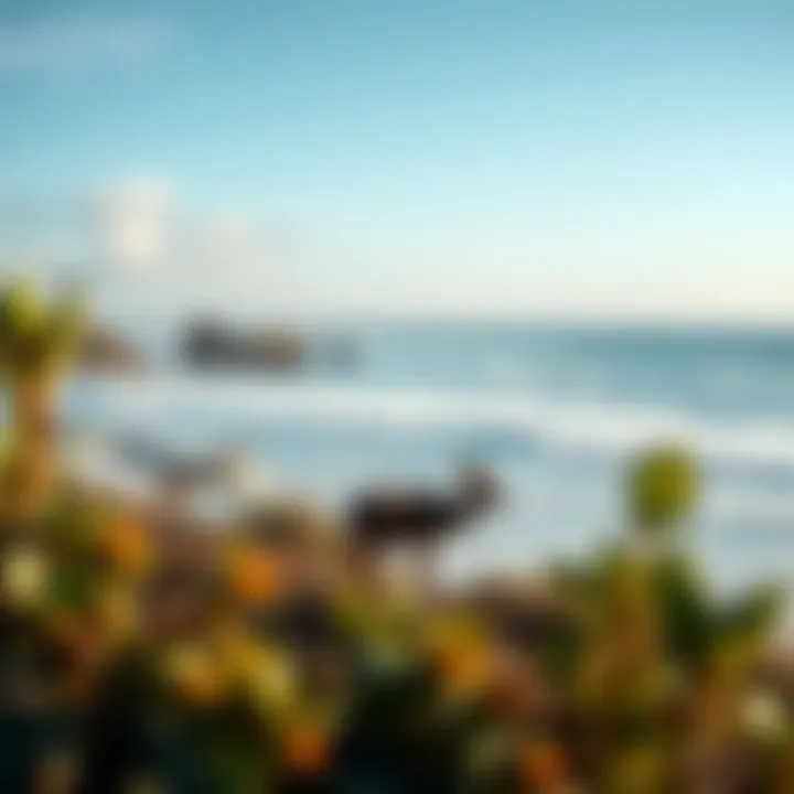 Embracing Nature: Local Wildlife Local wildlife near Byron Bay surf spots