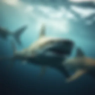 Diversity Among Sharks: An In-Depth Exploration of Various Shark Types Summary Diversity Among Sharks: An In-Depth Exploration of Various Shark Types Summary