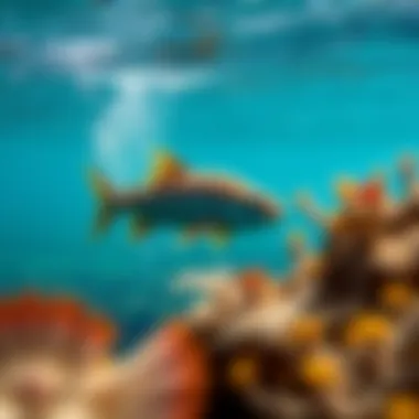 An underwater shot of marine life, highlighting the importance of environmental stewardship in watersport.