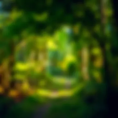 Lush forest path inviting mindfulness and serenity