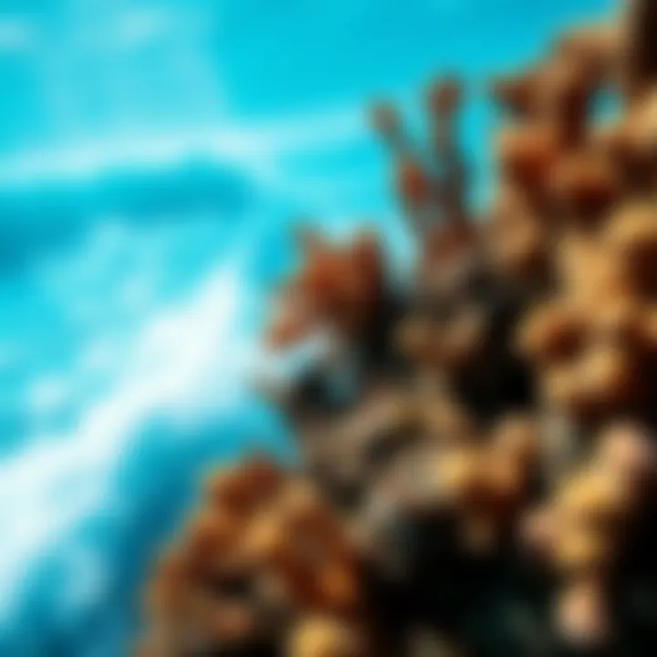 Impact of Climate Change on Coral Ecosystems Illustration of climate change effects on coral ecosystems