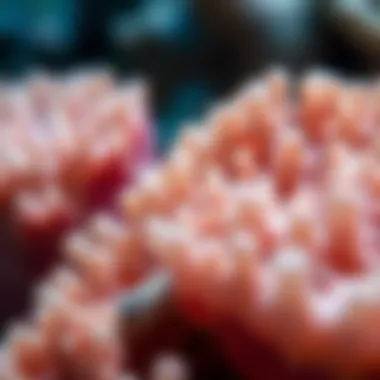 The Intricate Structure of Coral Polyps Close-up view of coral polyps showcasing their unique structure