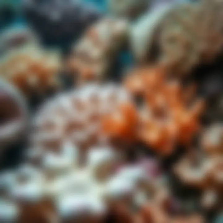 Diversity of Coral Species in Marine Ecosystems Diverse species of corals representing biodiversity