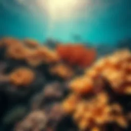 Vibrant coral reefs teeming with diverse marine life