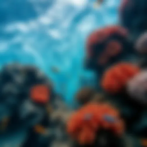 Vibrant coral reef teeming with diverse marine life
