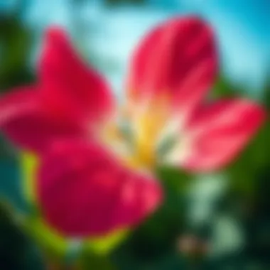 A close-up of a vibrant flower in full bloom