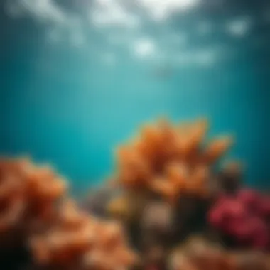 Vibrant Coral Reef Health Coral reef ecosystem