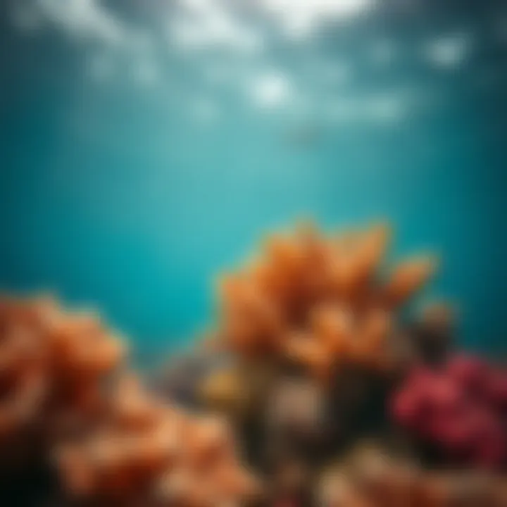 Vibrant Coral Reef Health Coral reef ecosystem