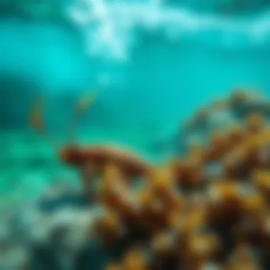 Effects of Chemical Runoff on Marine Life Marine life affected by chemical runoff