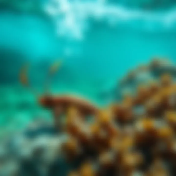 Effects of Chemical Runoff on Marine Life Marine life affected by chemical runoff