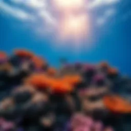 Stunning coral reef teeming with marine life