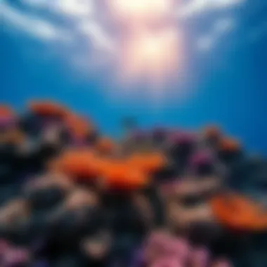 Stunning coral reef teeming with marine life