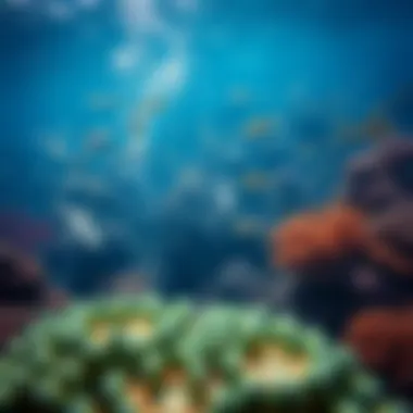Vibrant Coral Reef Habitat A vibrant coral reef habitat showcasing diverse marine life