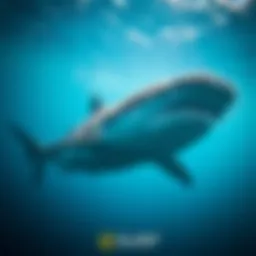 A majestic whale shark swimming gracefully in clear waters