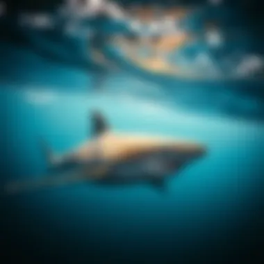 Migration Patterns of Tiger Sharks A captivating map showing tiger shark migration patterns along coastlines