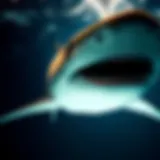 A detailed visualization of tiger shark tracking technology in action